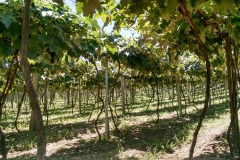 Casa Geraldo - Anhanguera 07