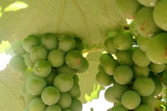 Casa Geraldo - Anhanguera 12