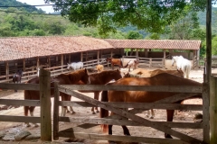 Fazenda do Café - Colégio Iemano 12