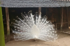 Fazenda do Café - Colégio Iemano 13