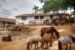 Fazenda do Café - Colégio Iemano 14