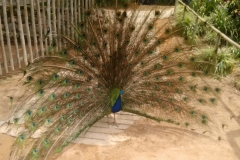 Fazenda do Café - Colégio Iemano 15