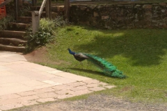 Fazenda do Café - Colégio Iemano 26