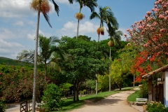 Fazenda do Café - Colégio Iemano 29