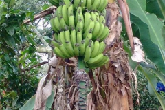 Tribo_Krukutu_Colegio_Guaracy_Nov_Era-13