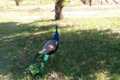 Vinicola_Casa_Geraldo-17