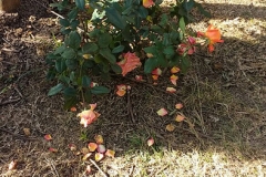 Vinicola_Casa_Geraldo-19