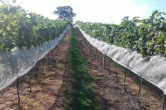 Vinicola_Casa_Geraldo-23