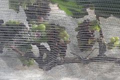 Vinicola_Casa_Geraldo-30