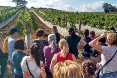 Vinicola_Casa_Geraldo-32