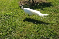 Vinicola_Casa_Geraldo-7