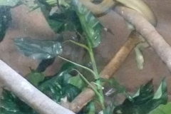 Zoologico - Liceu di Thiene 03