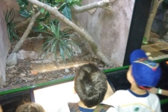 Zoologico - Liceu di Thiene 07