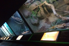 Zoologico - Liceu di Thiene 08