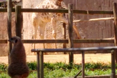 Zoologico - Liceu di Thiene 11