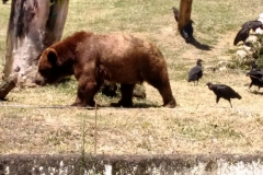 Zoologico - Liceu di Thiene 15