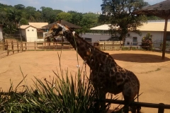 Zoologico - Iemano 03