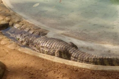 Zoologico - Iemano 11